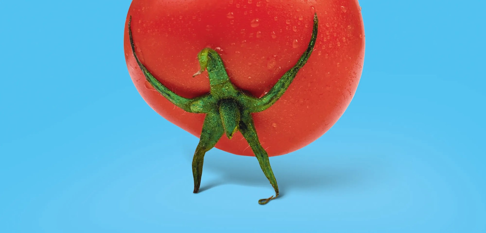 Eine Tomate vor einem hellblauen Hintergrund.