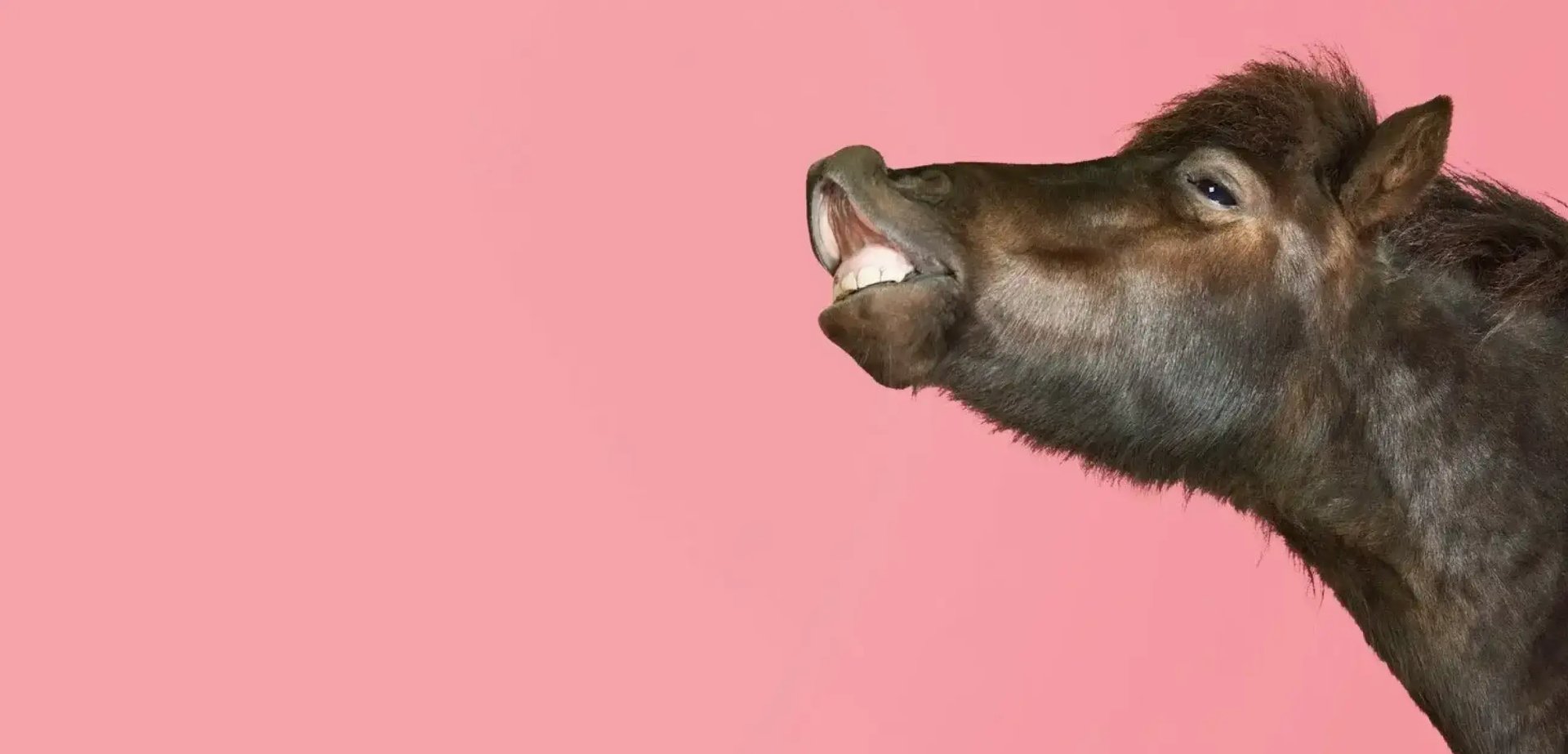 Ein Pferdekopf ist vor einem pinken Hintergrund zu sehen.