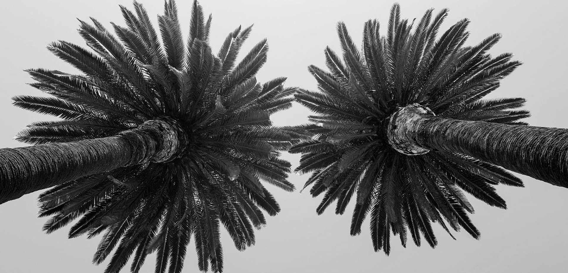 Zwei Palmen von unten her gesehen.